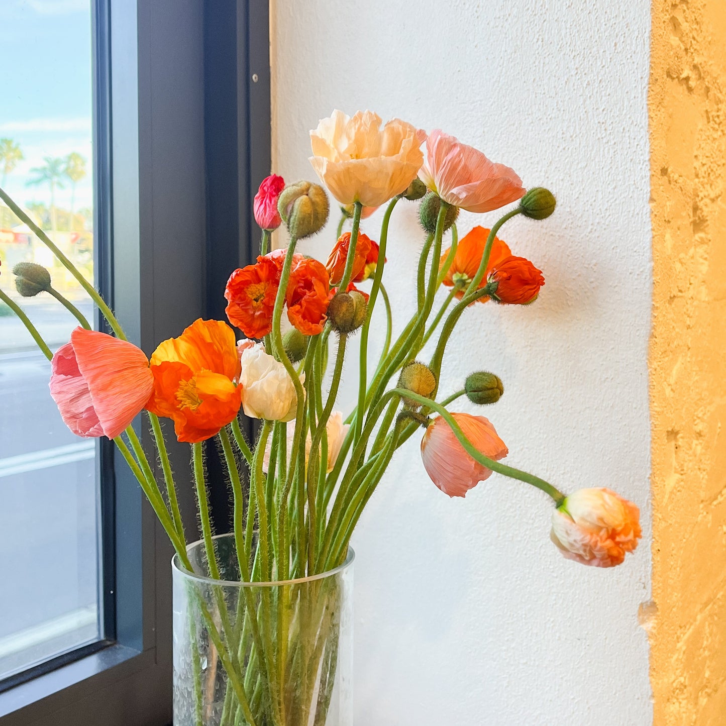 Poppy market bunch