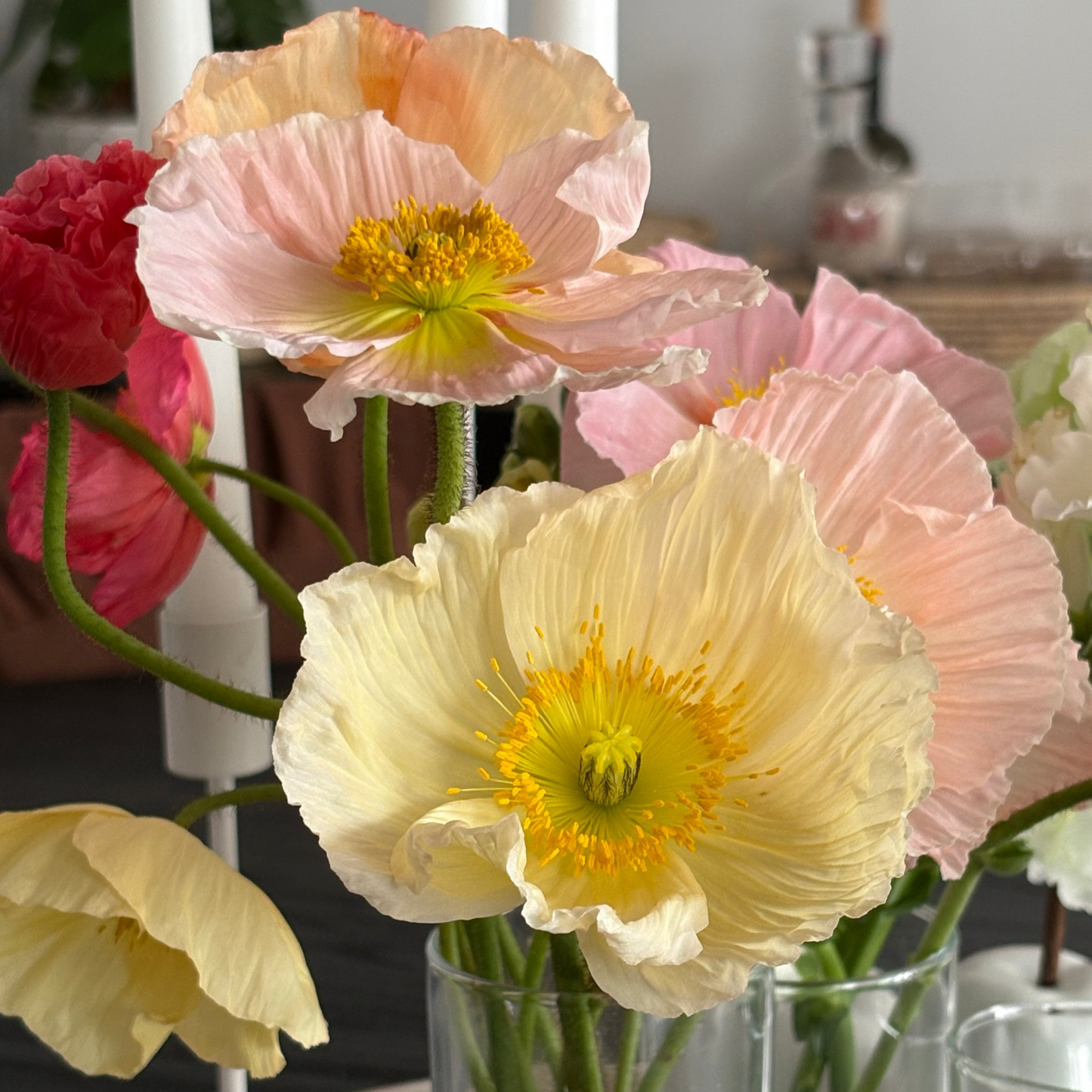 Poppy market bunch