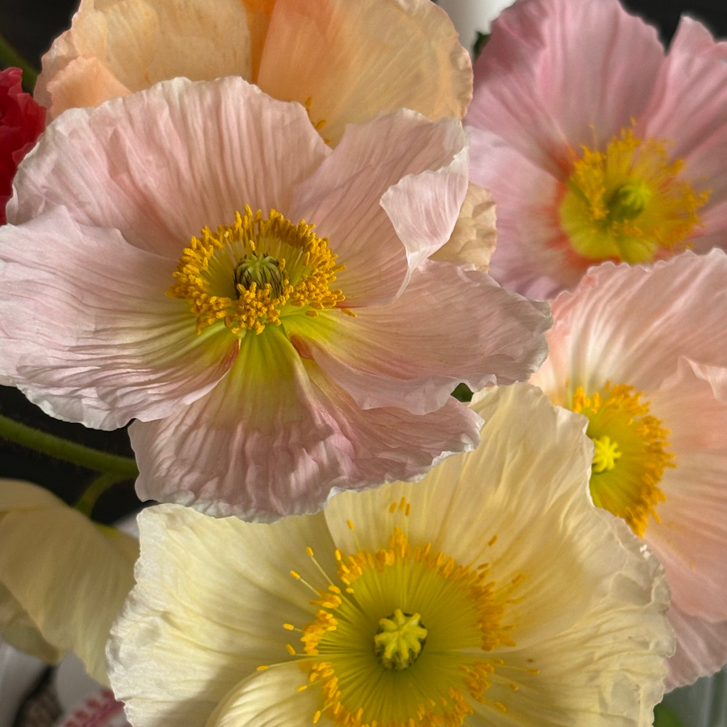 Poppy market bunch