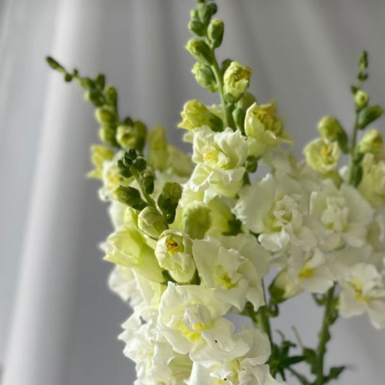 SPECIAL snapdragon market bunch