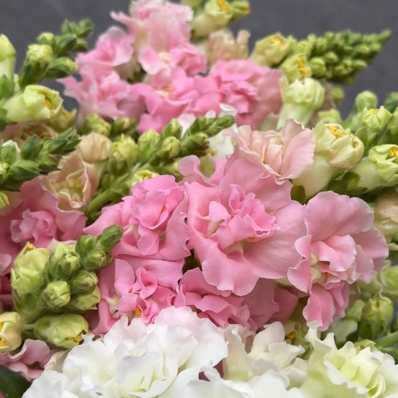 SPECIAL snapdragon market bunch