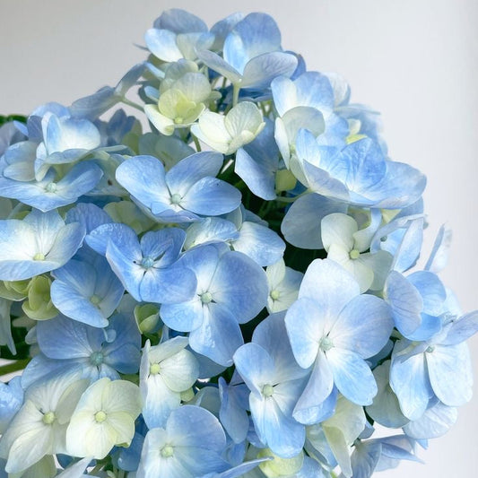 SPECIAL Hydrangea market bunch