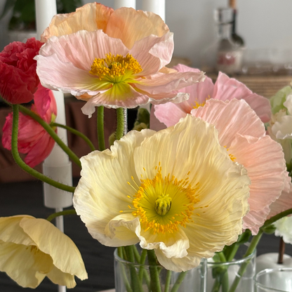 Poppy market bunch