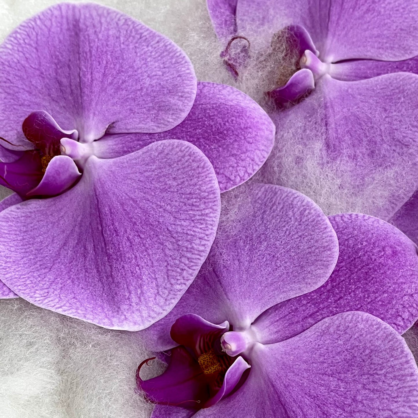 Orchid