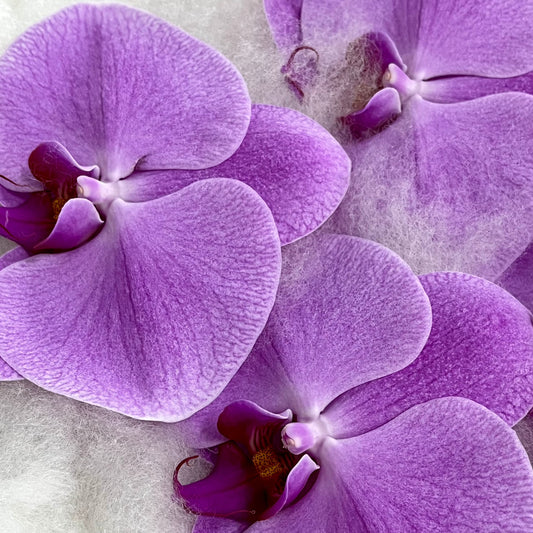 Orchid