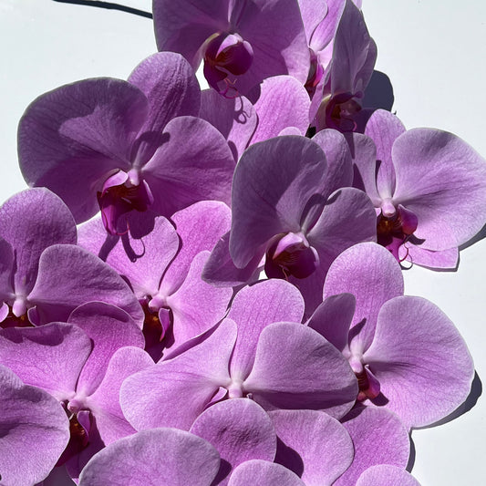Orchid