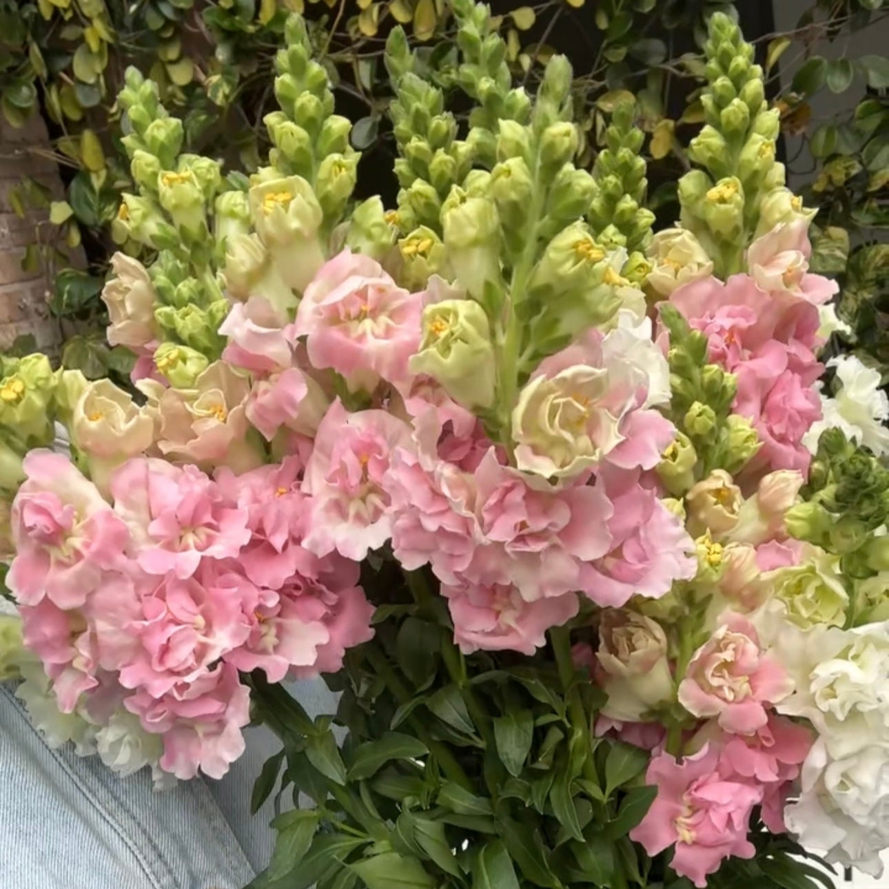 SPECIAL snapdragon market bunch